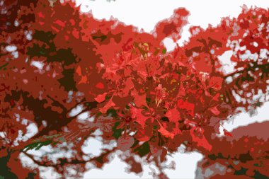 Realistic illustration of the Royal Poinciana, Flamboyant Tree or Flame Tree. clipart