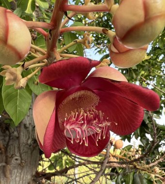 Budist yazıtlarına göre, Lord Buddha 'nın bir Gülle ağacının rahatlatıcı gölgesinde doğduğuna inanılır..