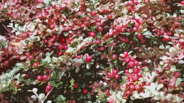 Pyracantha kırmızı böğürtlenlerinin gerçekçi çizimi.