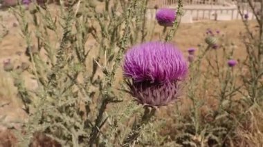 Jerash, Ürdün 'deki modern bir şehrin arka planına karşı hazırlanmış antik harikaların büyüleyici bir karışımını sunuyor..
