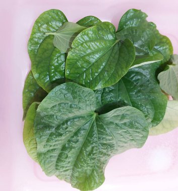 Wild betel leaves add a unique, aromatic flavor to home-cooked dishes. Popular in Southeast Asian cuisine, they are often used in salads, wraps, and curries.  clipart