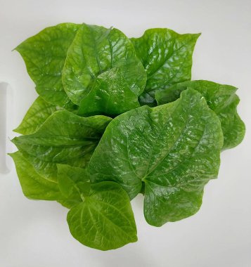 Wild betel leaves add a unique, aromatic flavor to home-cooked dishes. Popular in Southeast Asian cuisine, they are often used in salads, wraps, and curries.  clipart