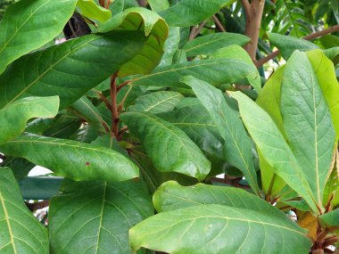 Asyalı Malabar Ağacı Bahçede Gelişen Süslü Bitkiler.