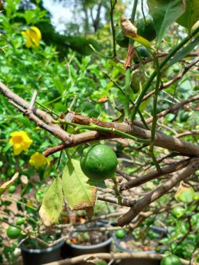 Arka bahçeden ev yapımı Tayland Limonu Taze Lezzeti.