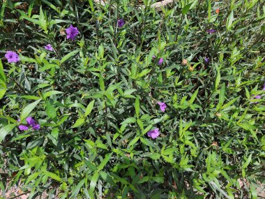 Canlı Violet Vahşi Petunya Arka Bahçeye Yerleşiyor.