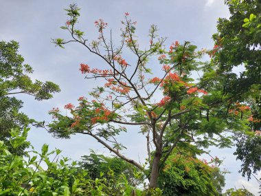Royal Poinciana, Flamboyant Tree veya arka bahçedeki Alev Ağacı.