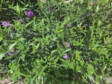 Canlı Violet Vahşi Petunya 'nın Gerçekçi Fotoğrafları.