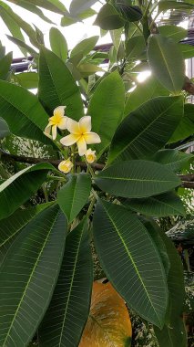 Yeşil yaprakların ortasında açan Plumeria çiçekleri.