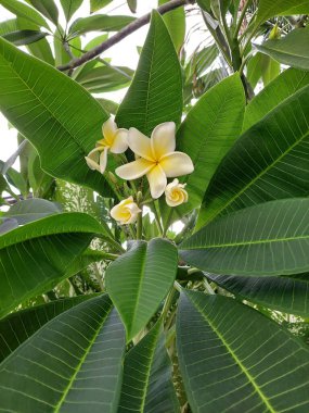 Yeşil yaprakların ortasında açan Plumeria çiçekleri.