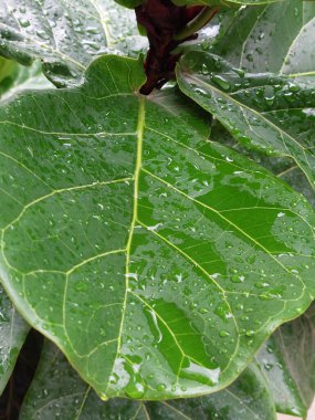 Yağmur damlacıklarıyla kaplı bir keman yaprağı. Tazelik ve canlılıkla parıldıyor..