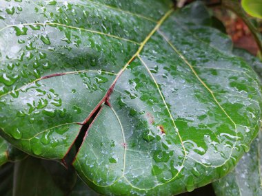 Yağmur damlacıklarıyla kaplı bir keman yaprağı. Tazelik ve canlılıkla parıldıyor..