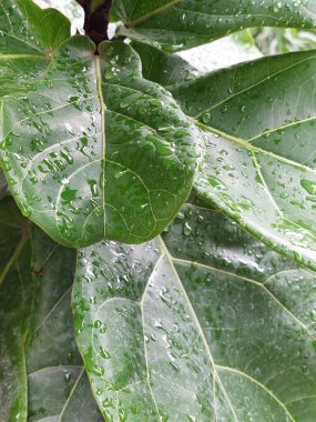 Yağmur damlacıklarıyla kaplı bir keman yaprağı. Tazelik ve canlılıkla parıldıyor..