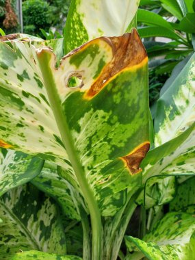 Yırtılmış, hastalıklı ve benekli yeşil yapraklar..