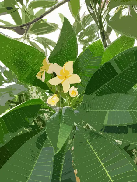 Beyaz Frangipani, Plumeria alba 'nın gerçekçi çizimi. 