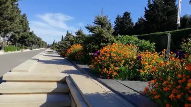 Bakü, Azerbaycan 'da çam ağaçları ve çiçek açan bir halk parkı.