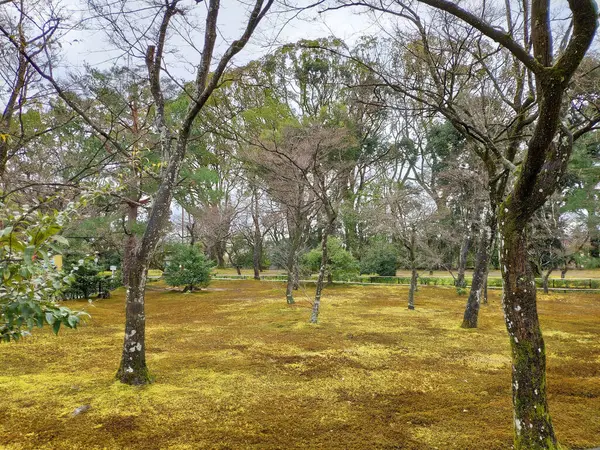 Geleneksel bir Japon bahçe karışımı doğa ve tasarım