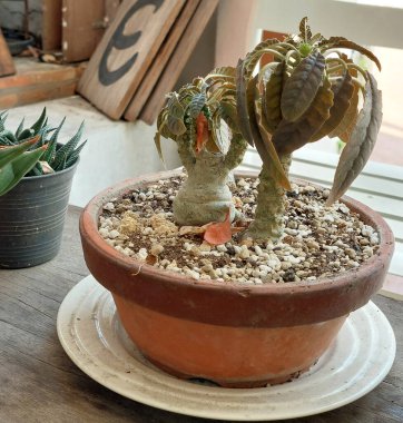 Dorstenia bitkisi bir terracotta kabında