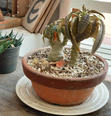 Dorstenia plant in a terracotta container clipart