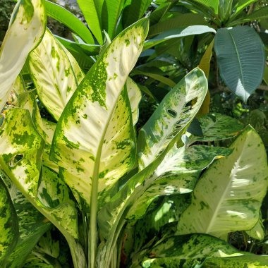 Yırtılmış, hastalıklı ve benekli yeşil yapraklar.