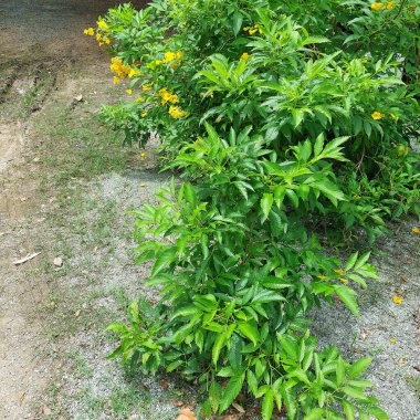 Trumpet-shaped yellow blooms in the backyard clipart