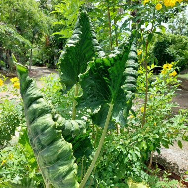 Alocasia triangularis, eşsiz yeşilliği ve mimari biçimiyle bilinir.