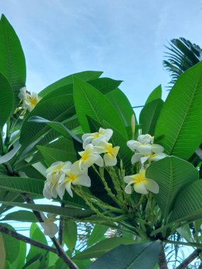Arka bahçedeki su tesisatı ağaçları aromatik çiçekler üretir.