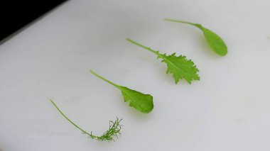 Beyaz bir kesme tahtasına yerleştirilmiş çeşitli ev yetiştirme çeşitleri