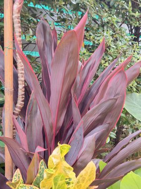 Ev bahçesinde süs bitkileri ve dekoratif eğreltiotları düzenlemek.