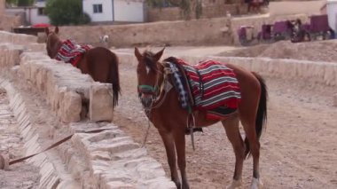 Petra, Ürdün 'de turistler için ata binmek