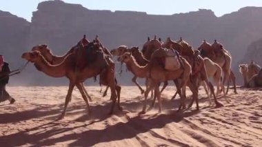 Ürdün 'ün Wadi Rum çölünde turist gezintisi için develer