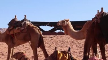 Ürdün 'ün Wadi Rum çölünde turist gezintisi için develer