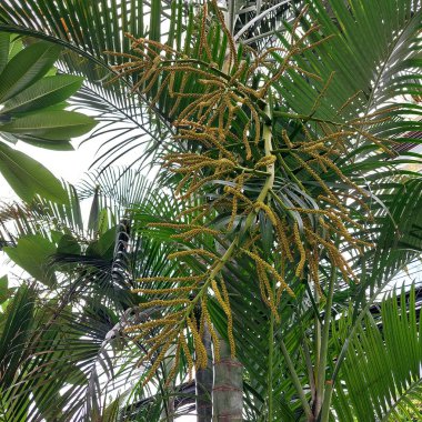 Altın Çubuk Avuç: Tropikal Bir Hazine