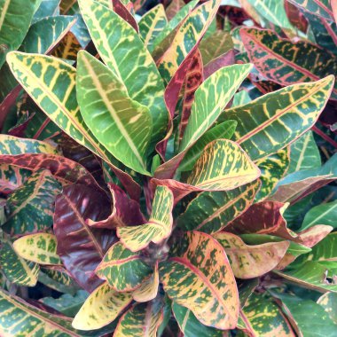 Croton: Orta Boyutlu Yapay Çalı ve Uğurlu Bitki