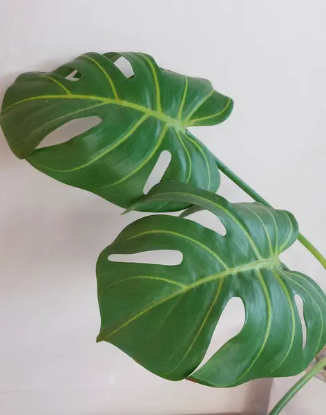 Kalp şeklinde yapraklar ve İsviçre peynirine benzeyen delikler.