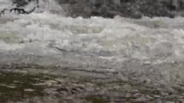 Ermenistan 'daki Garni Vadisi yakınlarındaki bir ormandan geçen küçük bir dere.