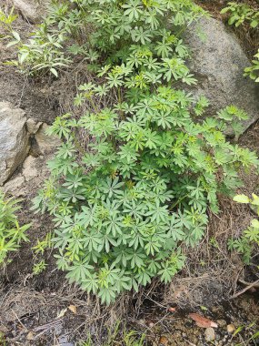 Güney Tahoe Gölü, ABD 'deki Emerald Bay State Park' taki doğal bitki örtüsü..