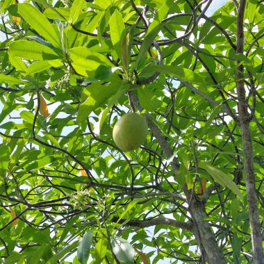 Cerbera odollam ile süslenmiş bir bahçe. İntihar ağacı olarak da bilinir.