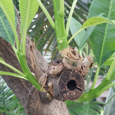 Frangipani ağacının dalları bir ay sonra budadı.