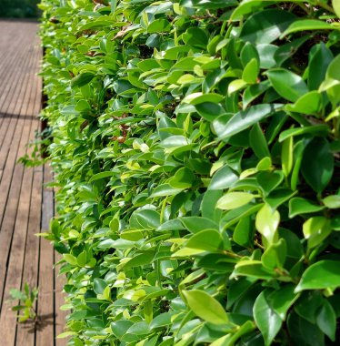 Çeşitli bitkilerle süslenmiş bir bahçenin gölgeli atmosferi