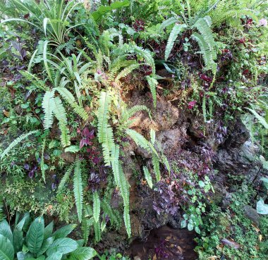 Çeşitli bitkilerle süslenmiş bir bahçenin gölgeli atmosferi