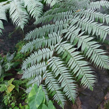 Uçan örümcek maymun eğreltiotu ile süslenmiş bir bahçenin gölgeli atmosferi