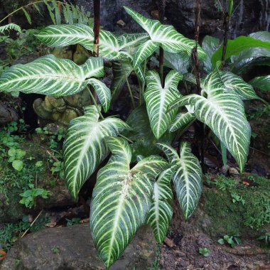 Xanthosoma lindenii ile süslenmiş bir bahçe.