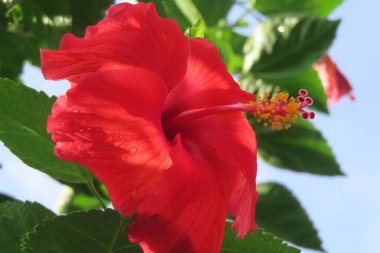 Erkek üreme bölgelerinde beş taç yaprağı ve sarı anterli kırmızı bir amber çiçeği.