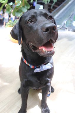 Siyah bir Labrador köpeği papyon takıyor, oturuyor ve sevimli pozlar veriyor.