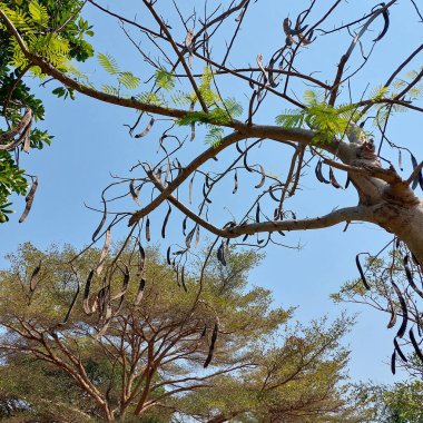 Leucaena ağacı kırmızı-kahverengi olgun kozalarla dolu.