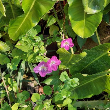 Trumpet shaped flowers with dark purple in the center, Asystasia Gangetica clipart