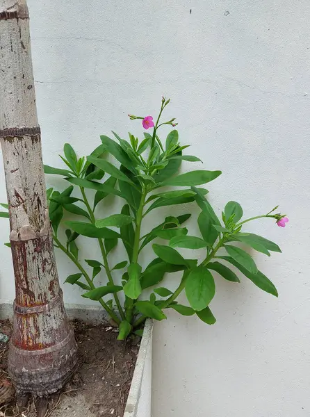 Pembe yapraklı Tayland ginsengi bitkisi, bir süs bitkisi olarak kesilmiş.