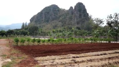 Arkasında dağ manzaralı organik bir sebze çiftliği.