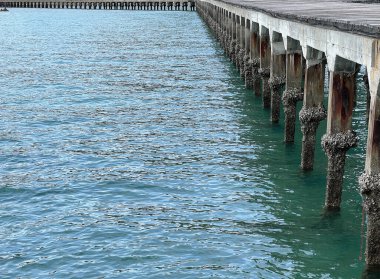 Rayong 'daki köprü sütunları istiridyelerle kaplı.