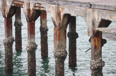 Rayong 'daki köprü sütunları istiridyelerle kaplı.